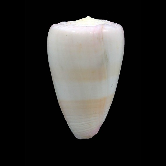 suturatus 40,2mm