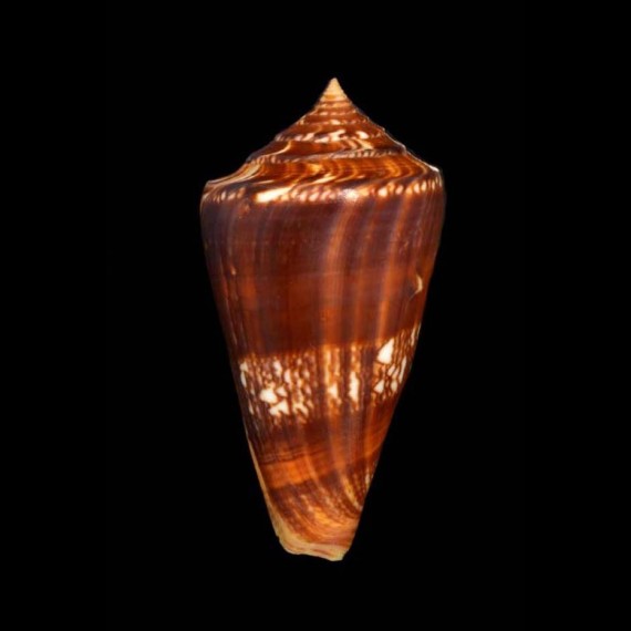 amadis castaneofasciatus