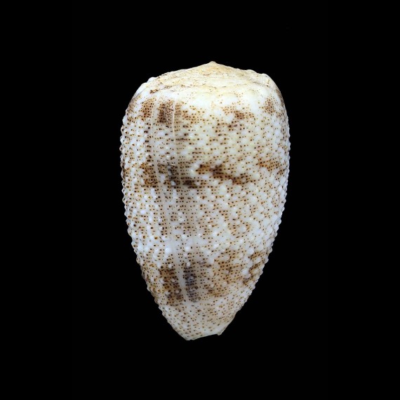 arenatus 41,0mm SPLENDID