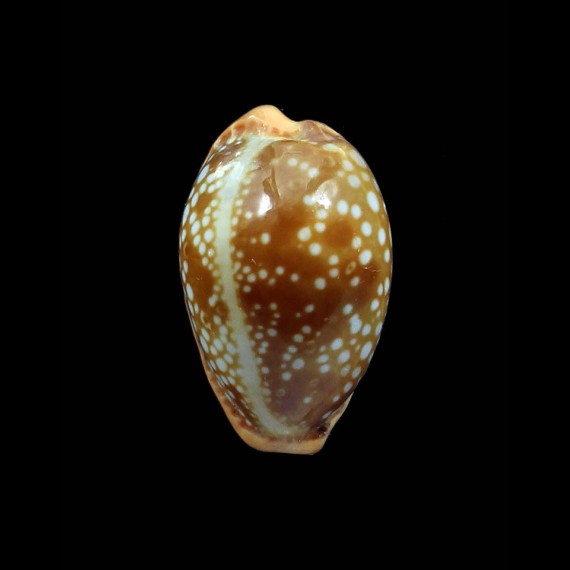 citrina 20,5mm