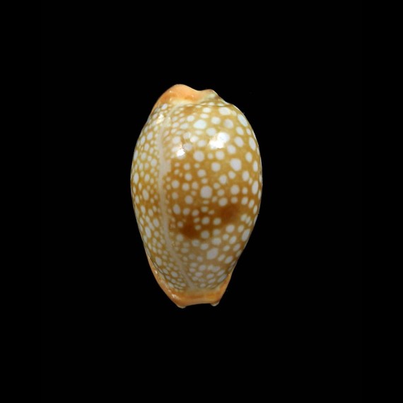citrina 22,4mm