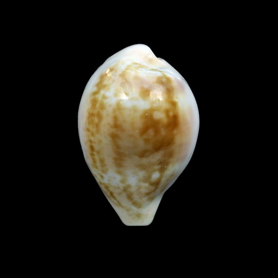 pyrum angelicae 28,6mm BIG