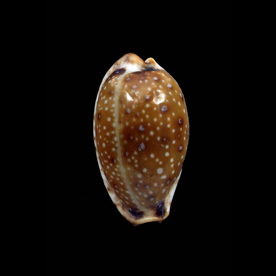 gangranosa 21,4mm