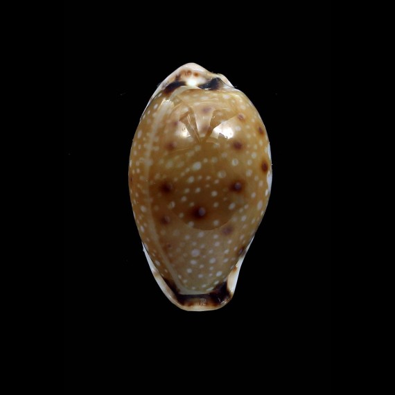 gangranosa 24,0mm BIG