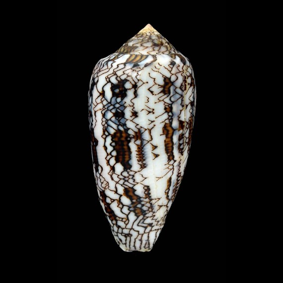 textile tenuiornata 71,7mm