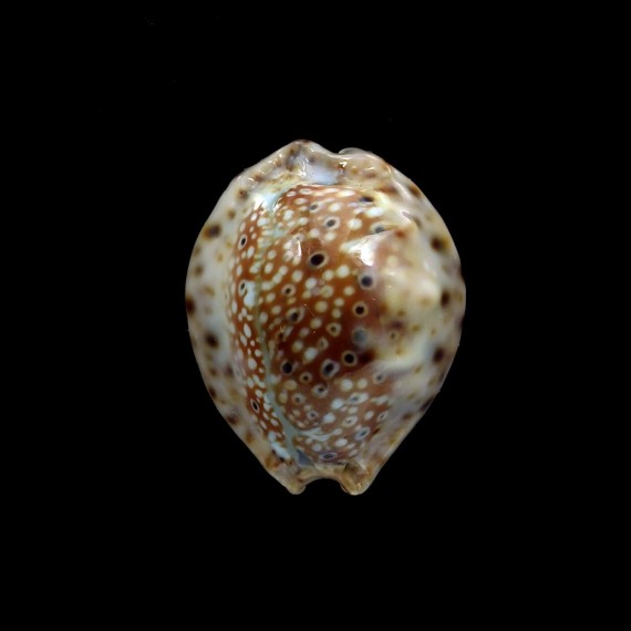 ocellata 23,2mm GRANULATED