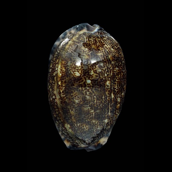 arabica immanis 88,4mm