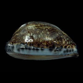 arabica immanis 88,4mm