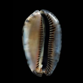 arabica immanis 88,4mm