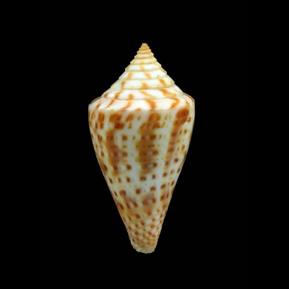 largillerti 39,3mm