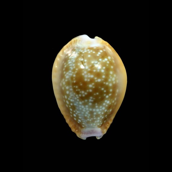 helvola hawaiiensis 20,6mm