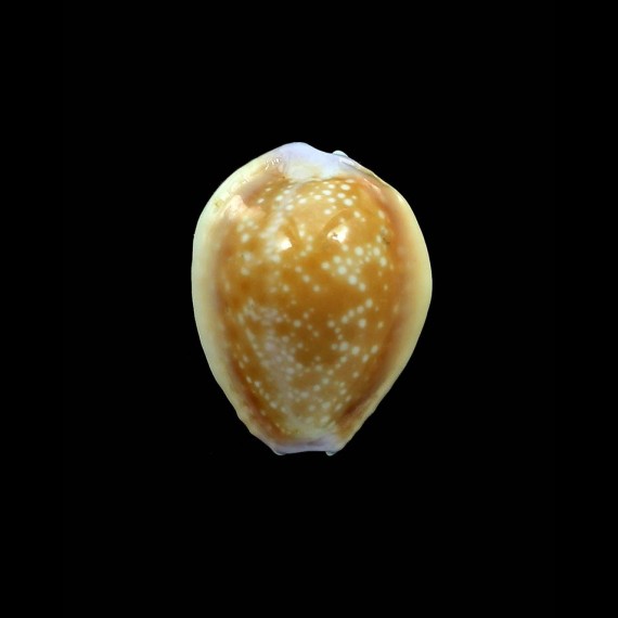 helvola hawaiensis 19,2mm