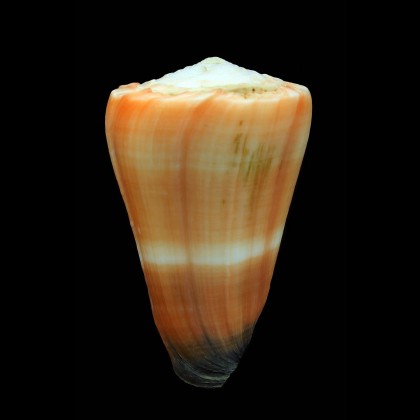flavidus 66,5mm BIG