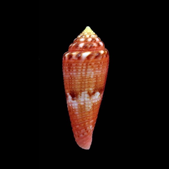 granulatus 41,4mm SUPERB