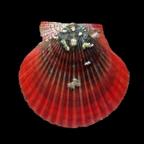flabellum 43,5mm