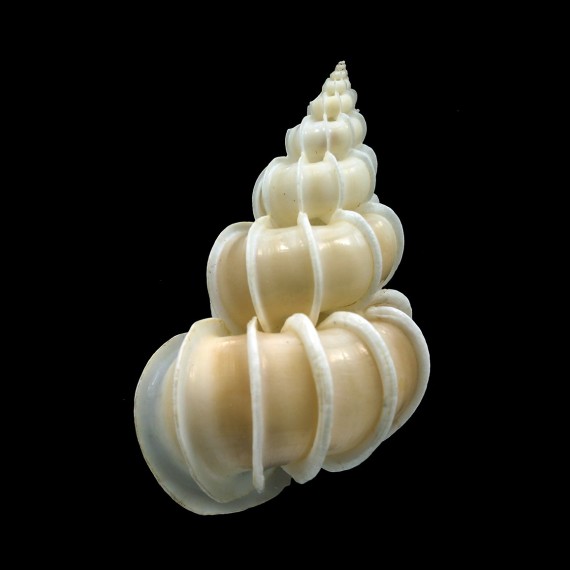 scalare 60,0mm
