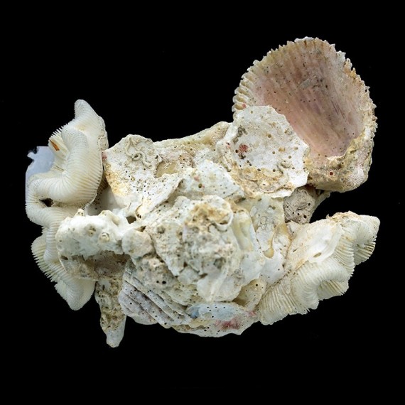 conchyliophora 91,8mm