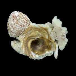 conchyliophora 91,8mm