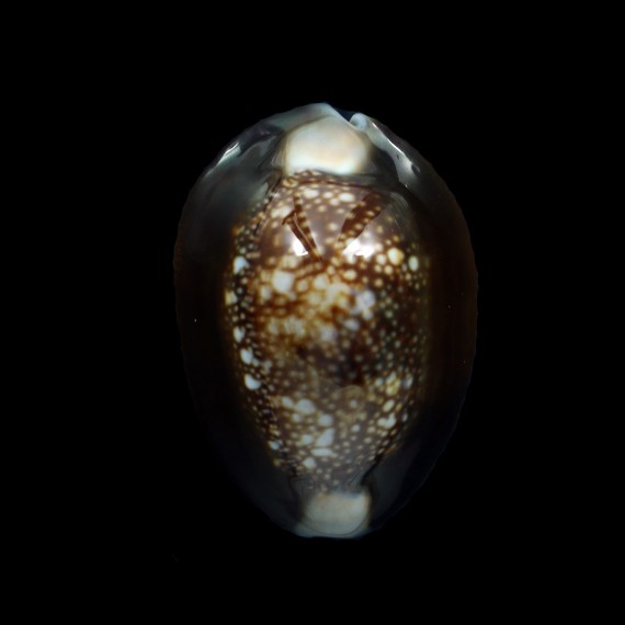 caputserpentis 42,0mm BIG