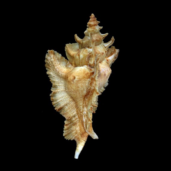 acanthopterus 83,8mm BIG