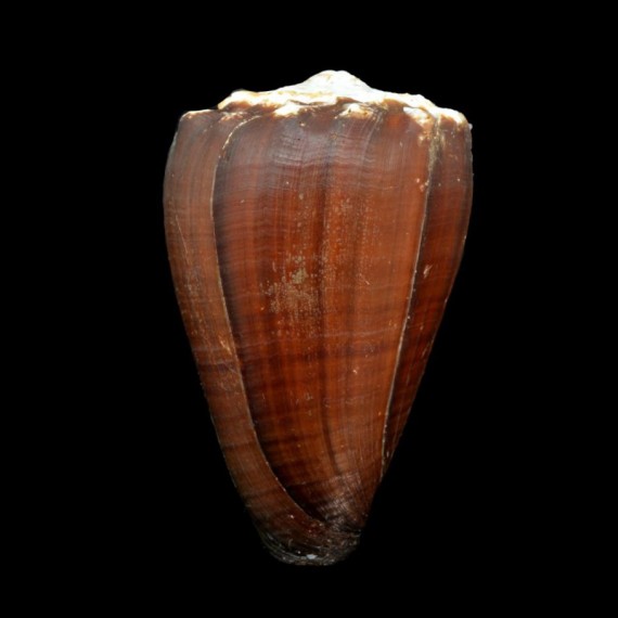 brunneus