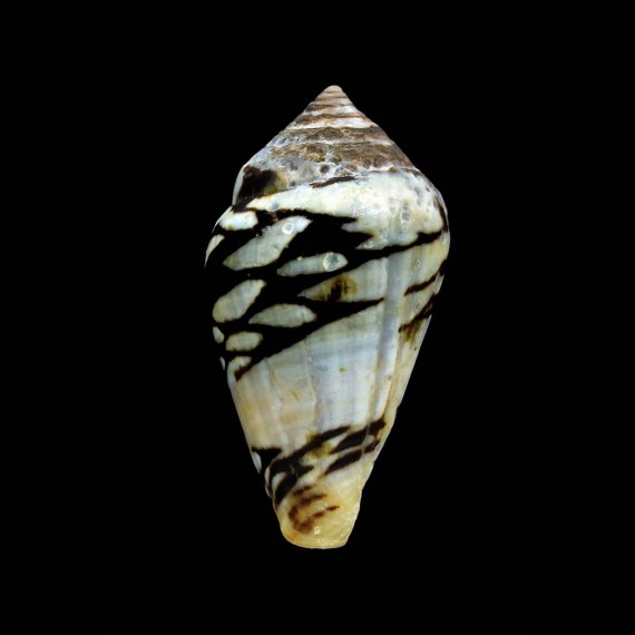 mercator reticularis 40,0mm