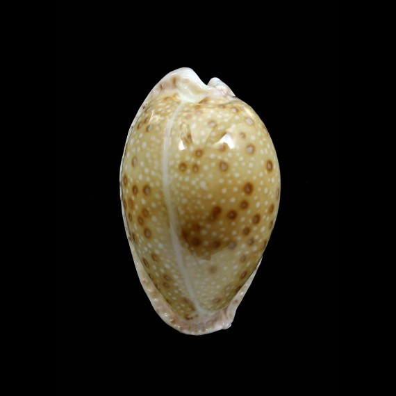 marginalis melocellata 31,54mm BIG