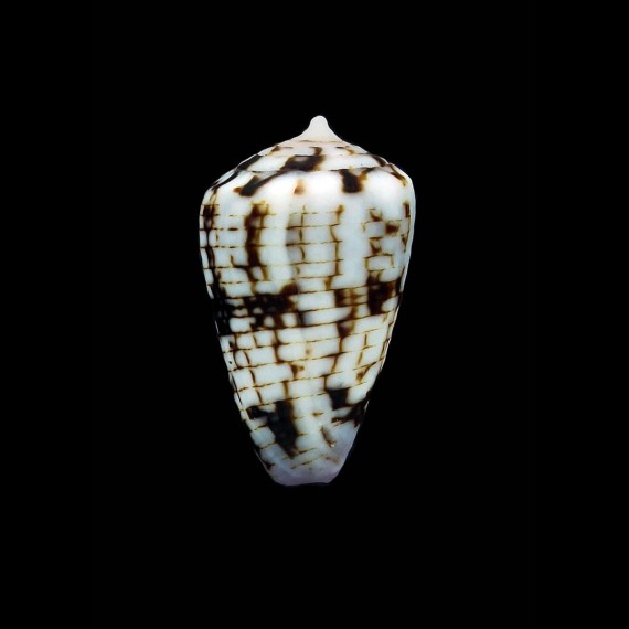 melvilli 23,6mm