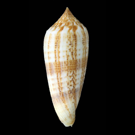 australis 103,5mm