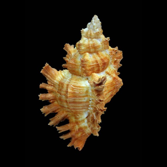 torrefactus rubiginosus 75,4mm