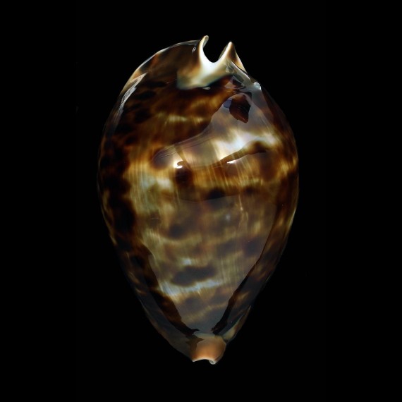 friendii vercoi 91,2mm BIG