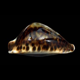 friendii vercoi 91,2mm BIG