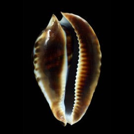 friendii vercoi 91,2mm BIG