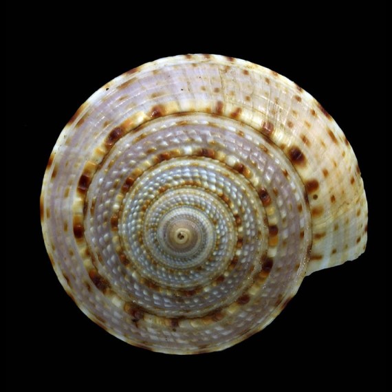 nobilis 42,7mm