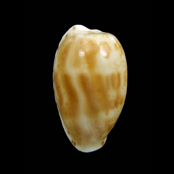 piperita bicolor 26,4mm BIG