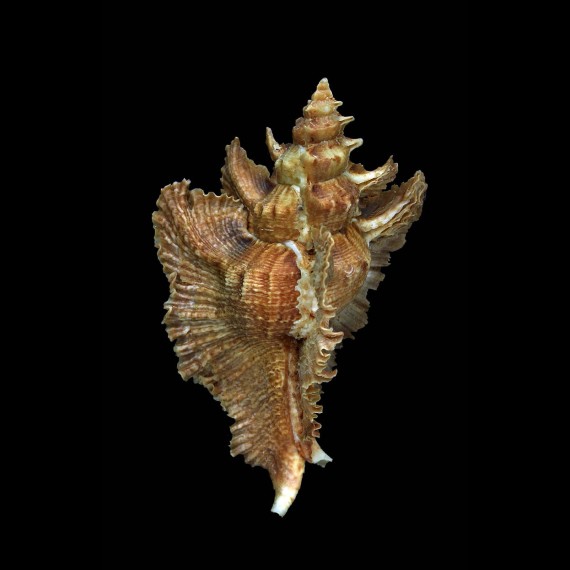 acanthopterus 83,7mm