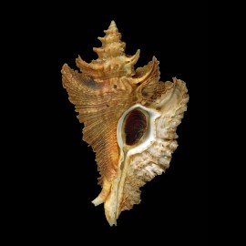 acanthopterus 83,7mm