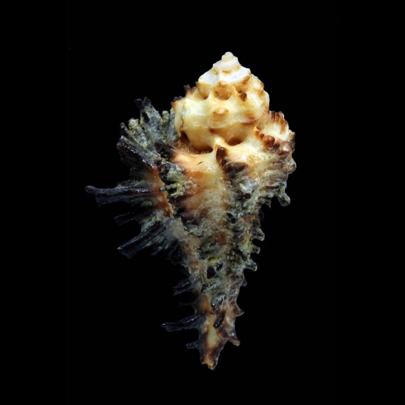 digitatus 55,2mm