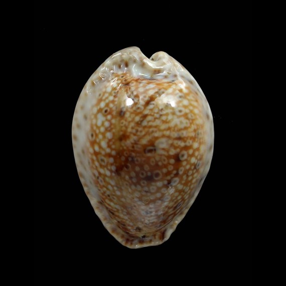 ocellata 31,1mm