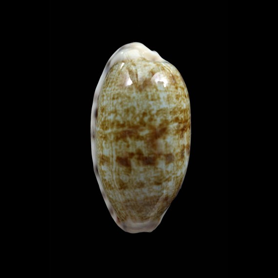 pellucens 39,0mm
