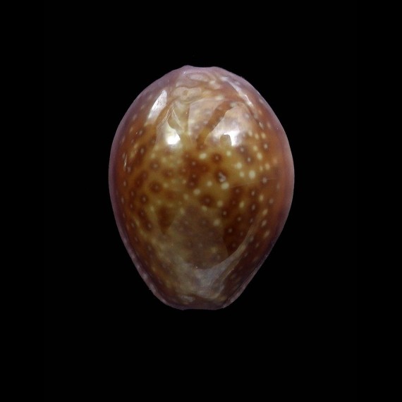 poraria 19,3mm