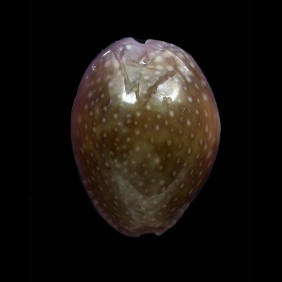 poraria 19,2mm