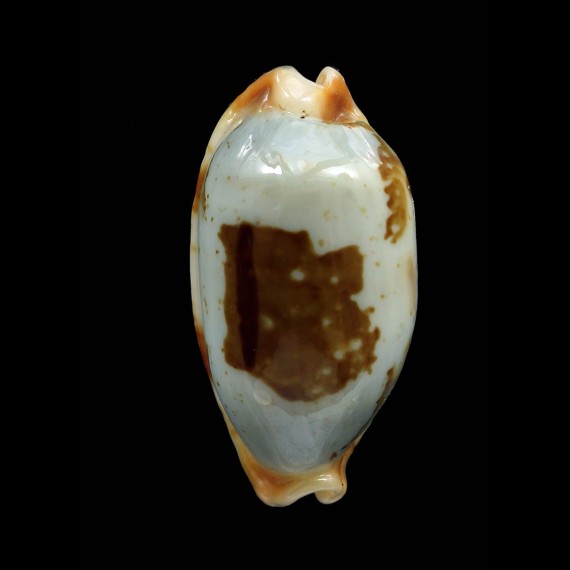 stolida 33,0mm
