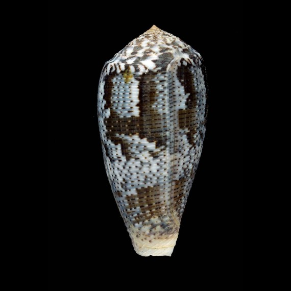 achatinus 62,2mm