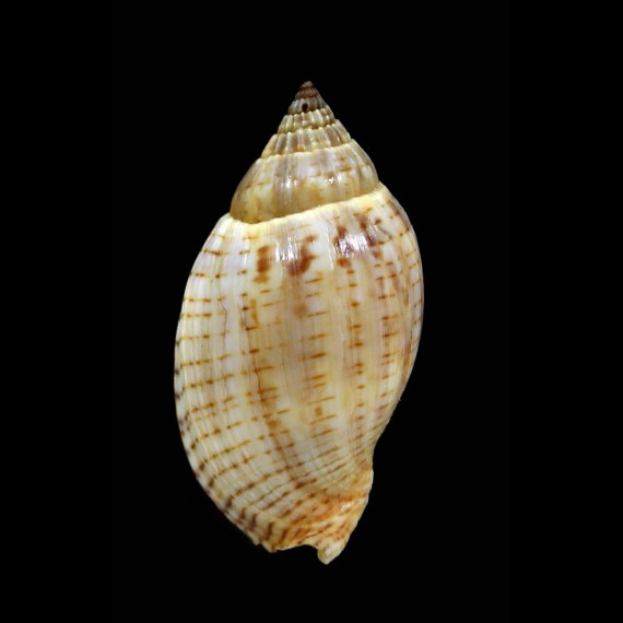deliciosa 28,4mm