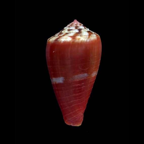kulkucan 28,4mm