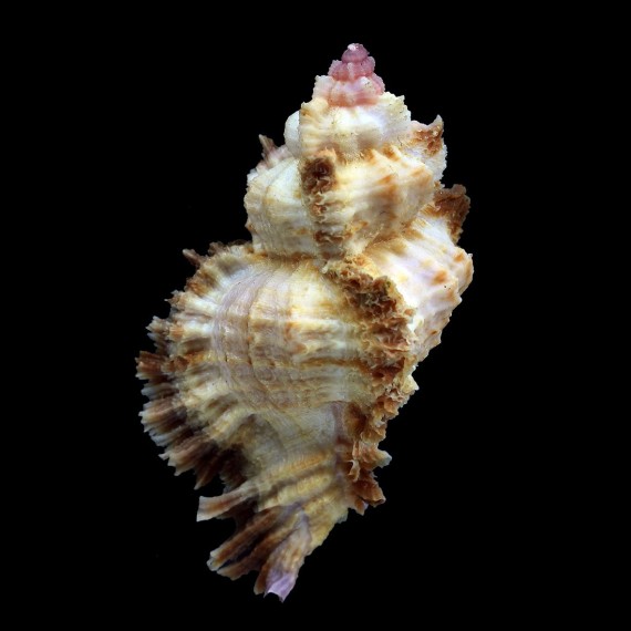 laciniatus 62,7mm