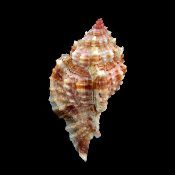 consuela 58,3mm