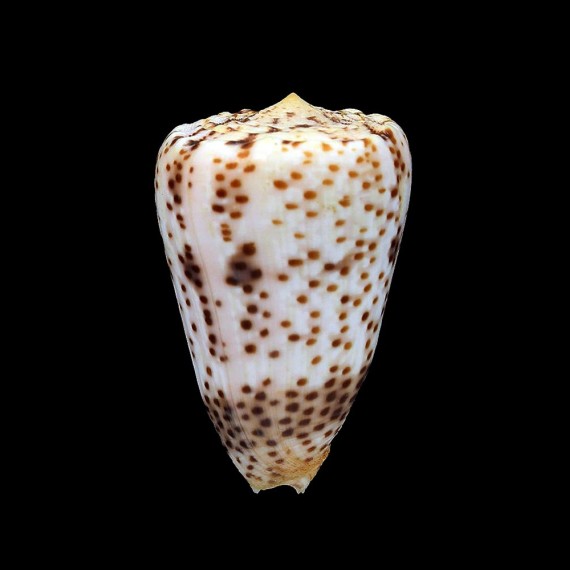 pulicarius vautieri 49,8mm