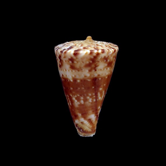 visagenus 23,8mm UNCOMMON
